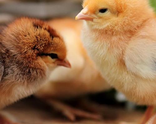 Современные методы профилактики и лечения незаразных болезней цыплят